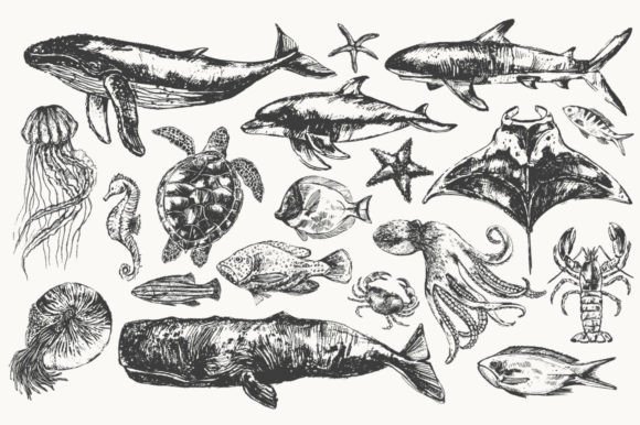 Download Sea Animals Illustration Set - Anima Collection