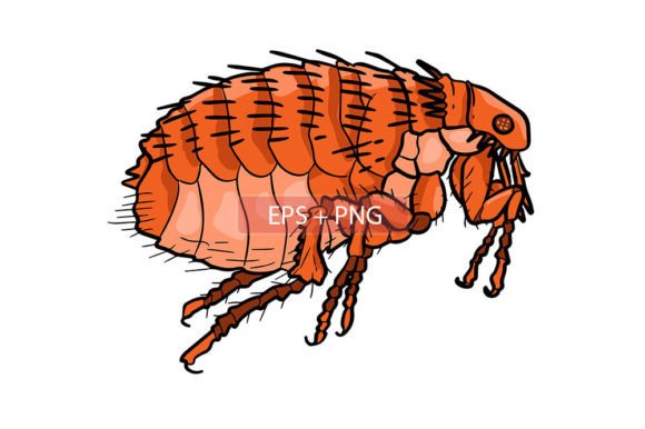 Download Flea Insect Animal Illustration - Anima Collection