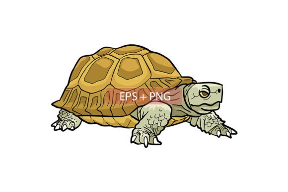 Download Tortoise Animal Illustration - Anima Collection