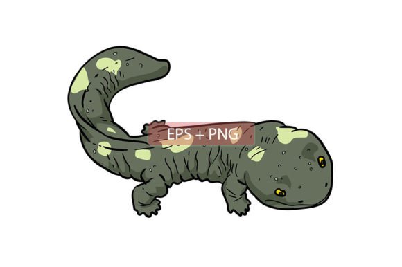 Download Salamander Lizard Animal Illustration - Anima Collection