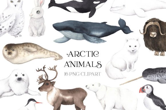 Download Watercolor Arctic Animals Clipart - Anima Collection